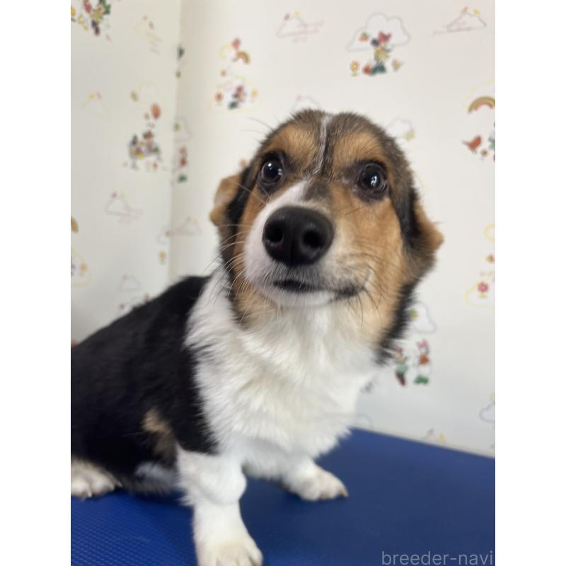 販売中の和歌山県のウェルシュコーギーペンブローク-394628の12枚目