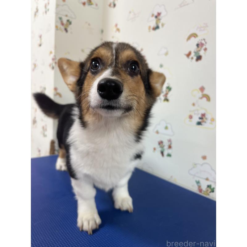 販売中の和歌山県のウェルシュコーギーペンブローク-394628の11枚目