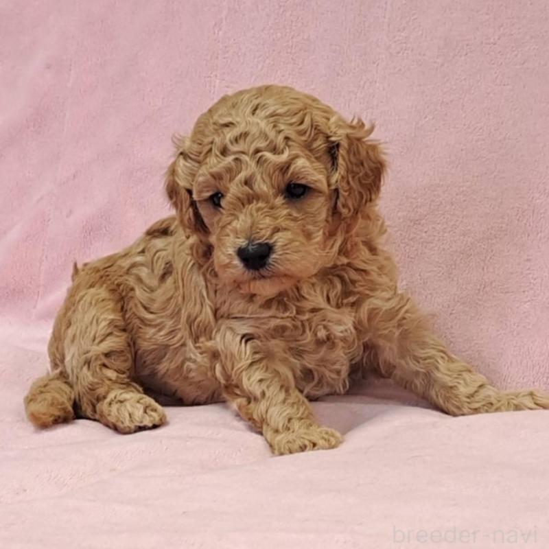 販売中の茨城県のトイプードル-428744の1枚目