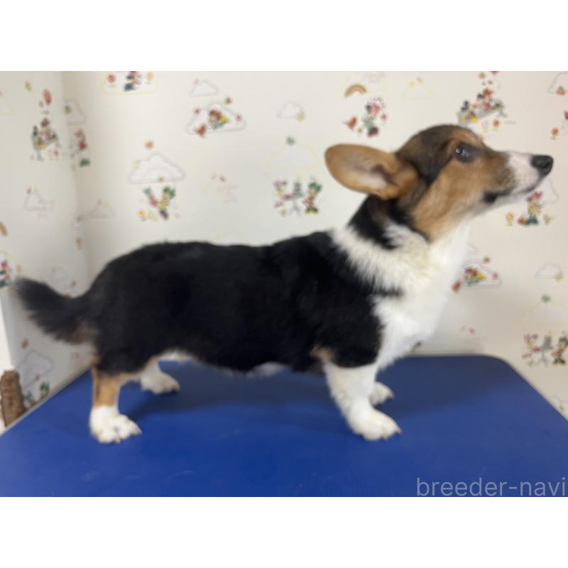 販売中の和歌山県のウェルシュコーギーペンブローク-394628の10枚目