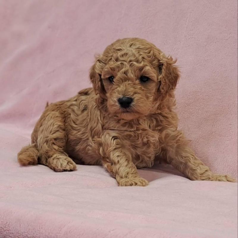 販売中の茨城県のトイプードル-428744の5枚目