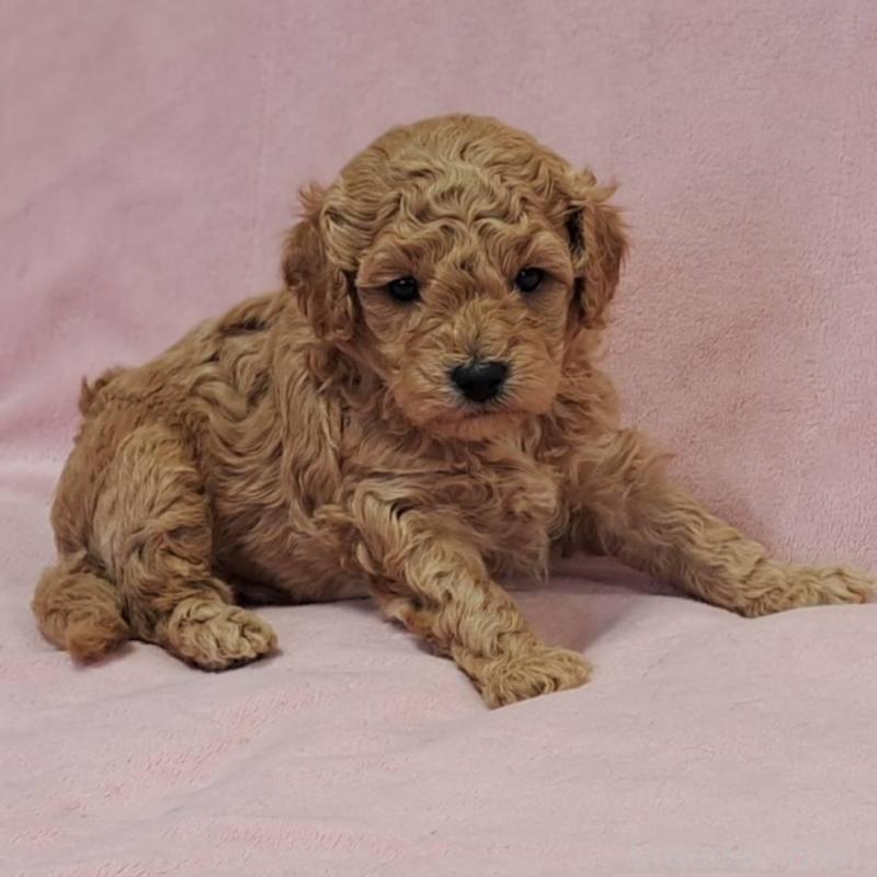 販売中の茨城県のトイプードル-428744の4枚目