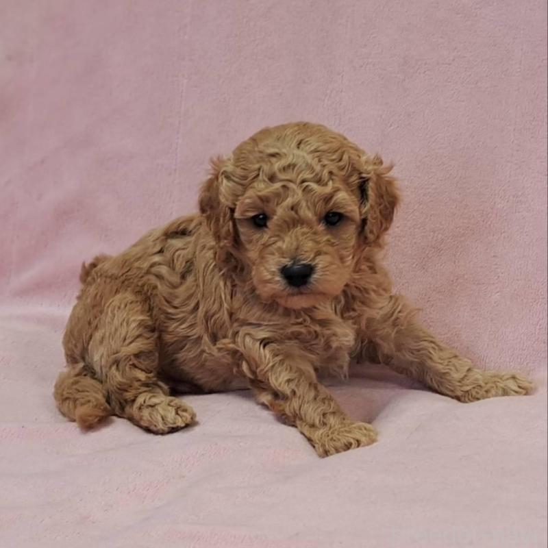 販売中の茨城県のトイプードル-428744の3枚目