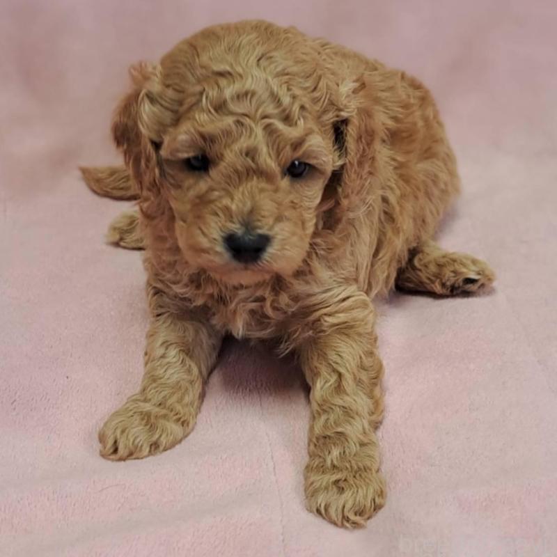 販売中の茨城県のトイプードル-428744の2枚目