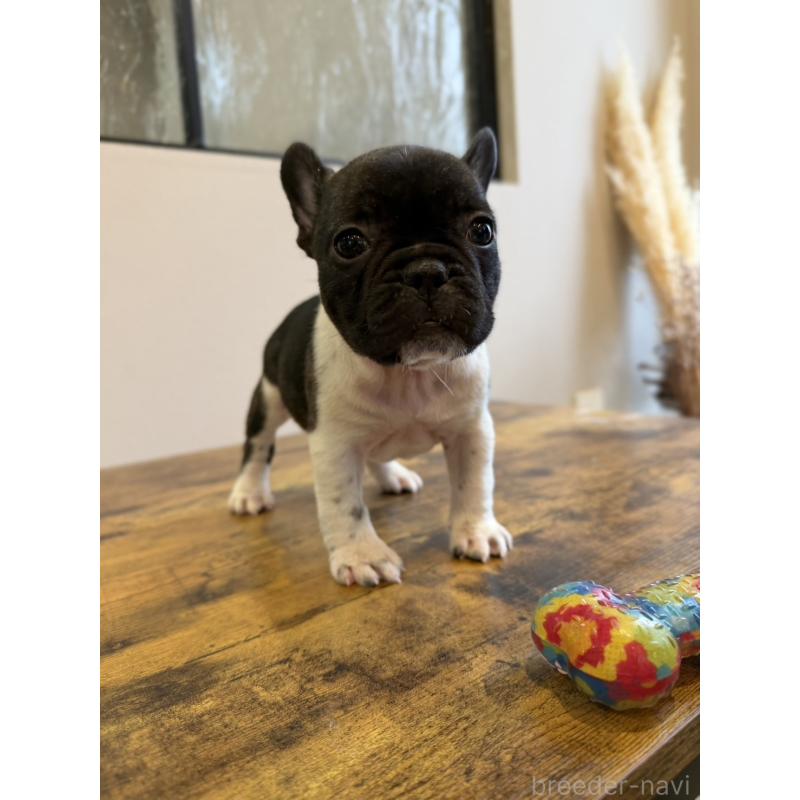 販売中の岡山県のフレンチブルドッグ-425922の9枚目
