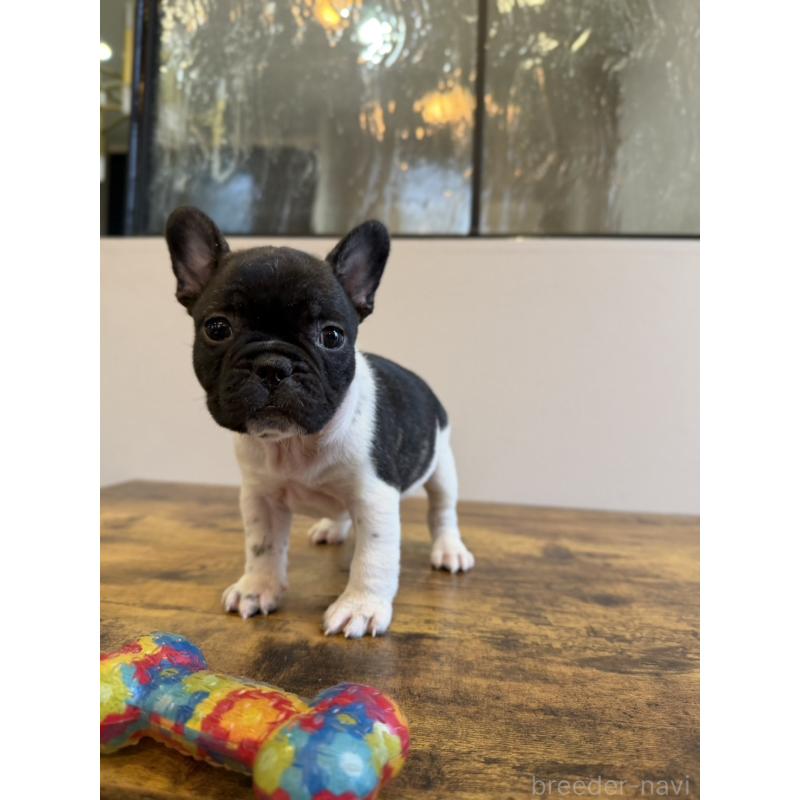 販売中の岡山県のフレンチブルドッグ-425922の8枚目
