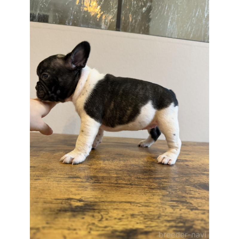 販売中の岡山県のフレンチブルドッグ-425922の7枚目