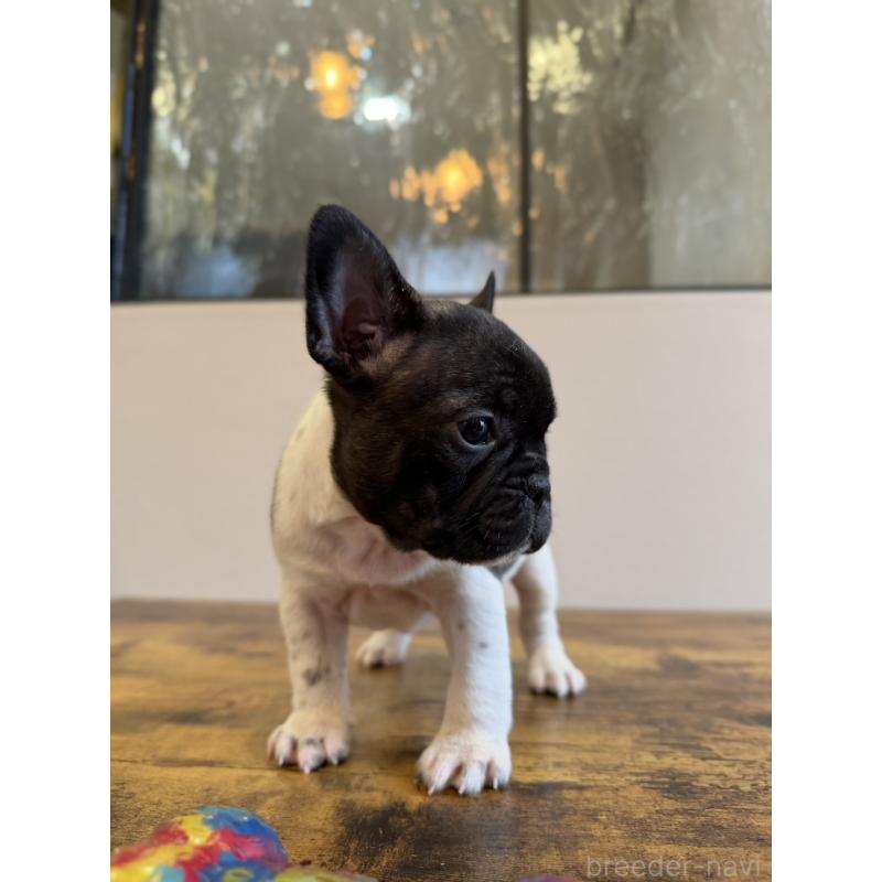 販売中の岡山県のフレンチブルドッグ-425922の6枚目