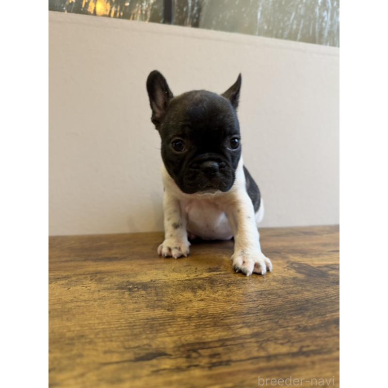 販売中の岡山県のフレンチブルドッグ-425922の5枚目
