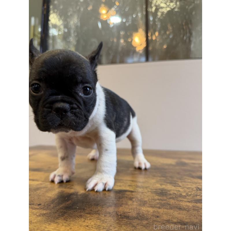 販売中の岡山県のフレンチブルドッグ-425922の4枚目