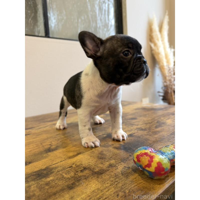 販売中の岡山県のフレンチブルドッグ-425922の3枚目