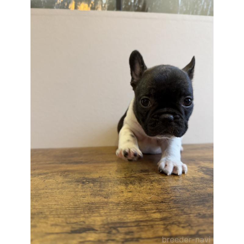 販売中の岡山県のフレンチブルドッグ-425922の2枚目