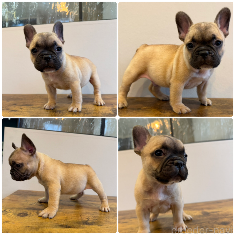 販売中の岡山県のフレンチブルドッグ-425924