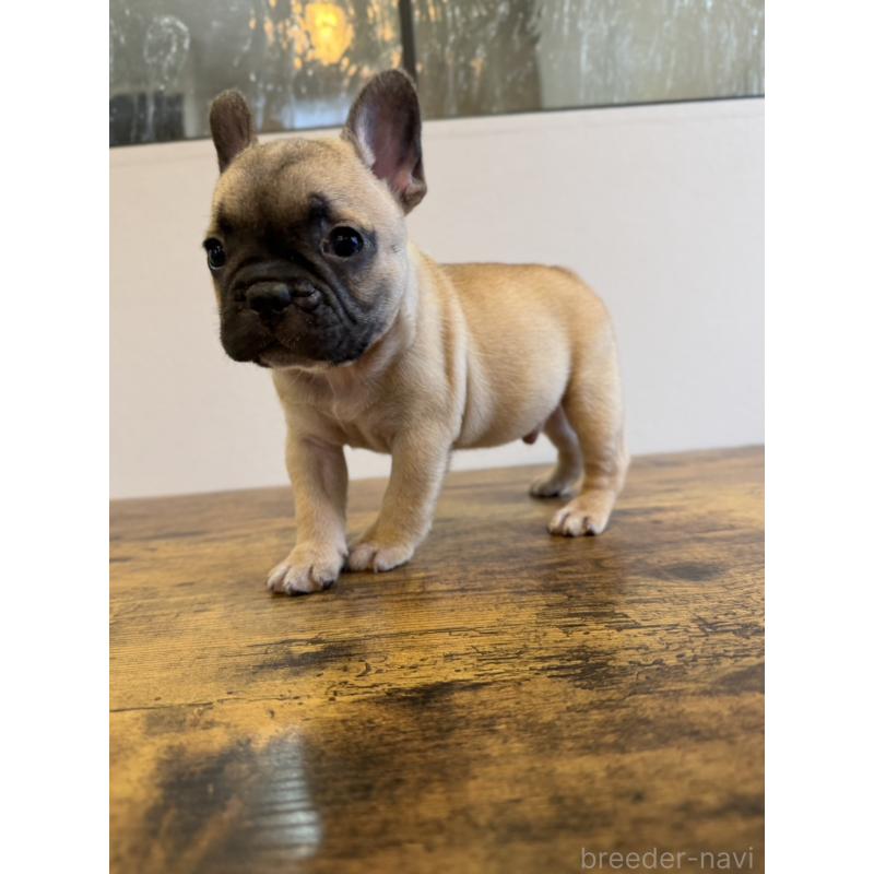 成約済の岡山県のフレンチブルドッグ-425924の9枚目