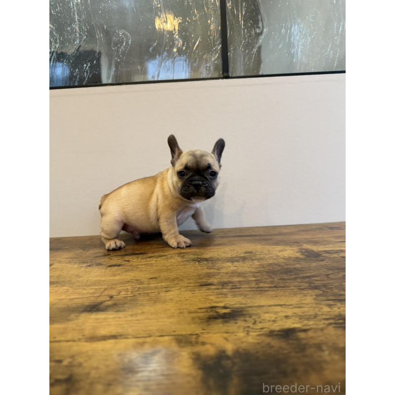 成約済の岡山県のフレンチブルドッグ-425924の8枚目