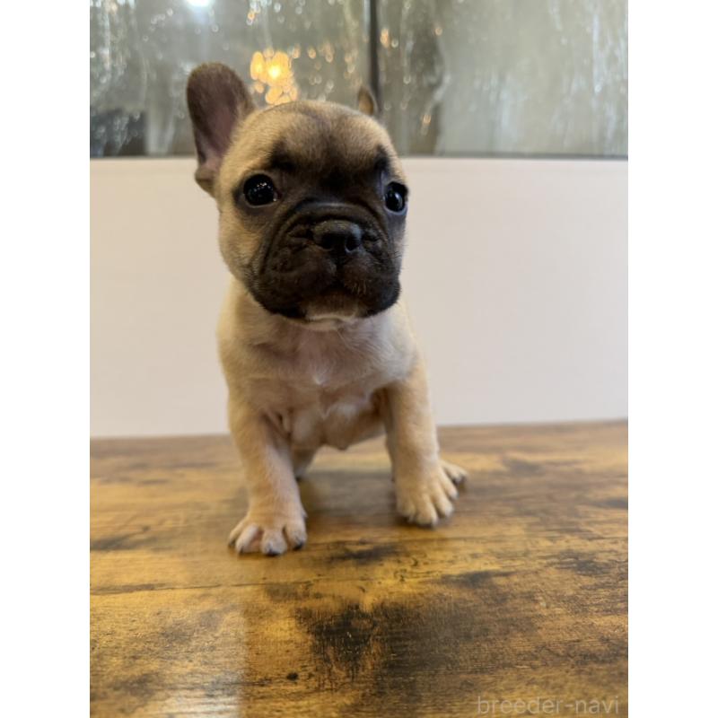 成約済の岡山県のフレンチブルドッグ-425924の7枚目