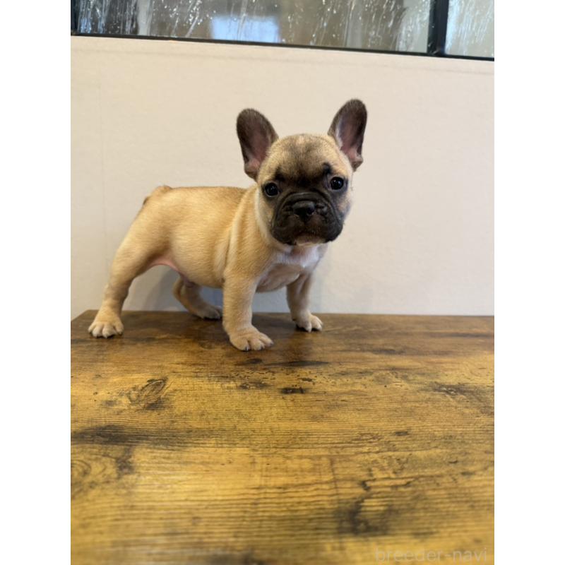 成約済の岡山県のフレンチブルドッグ-425924の6枚目