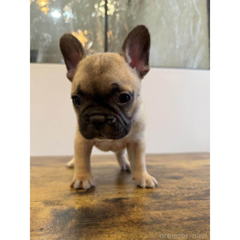 成約済の岡山県のフレンチブルドッグ-425924の5枚目