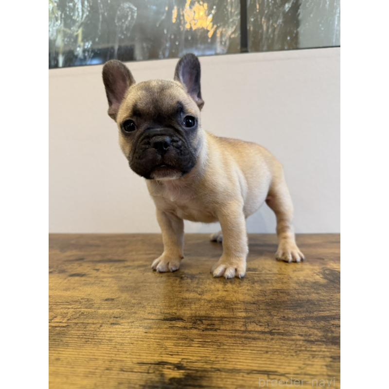 成約済の岡山県のフレンチブルドッグ-425924の3枚目