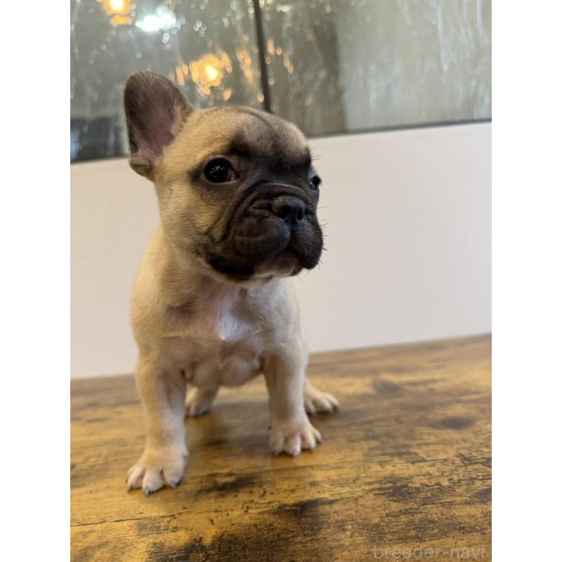 成約済の岡山県のフレンチブルドッグ-425924の4枚目