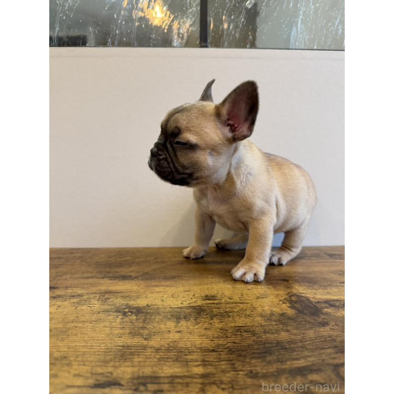 成約済の岡山県のフレンチブルドッグ-425924の2枚目