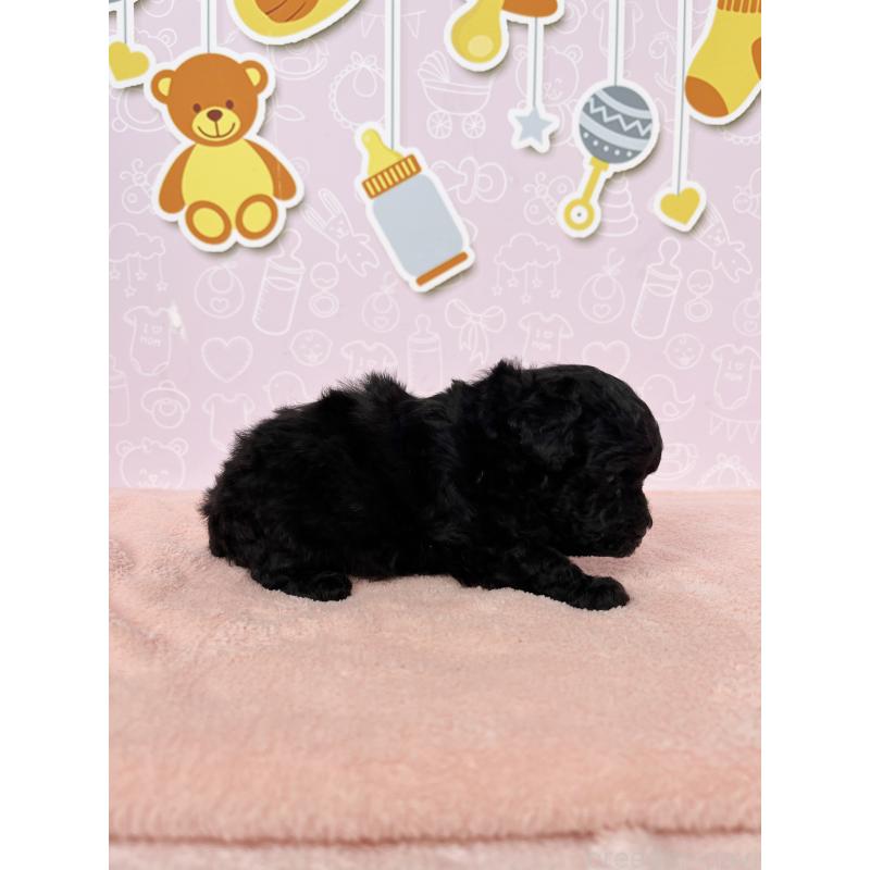 成約済の東京都のトイプードル-426089の4枚目