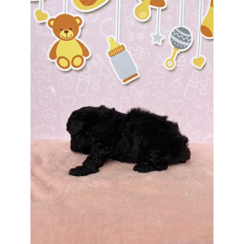 成約済の東京都のトイプードル-426089の3枚目