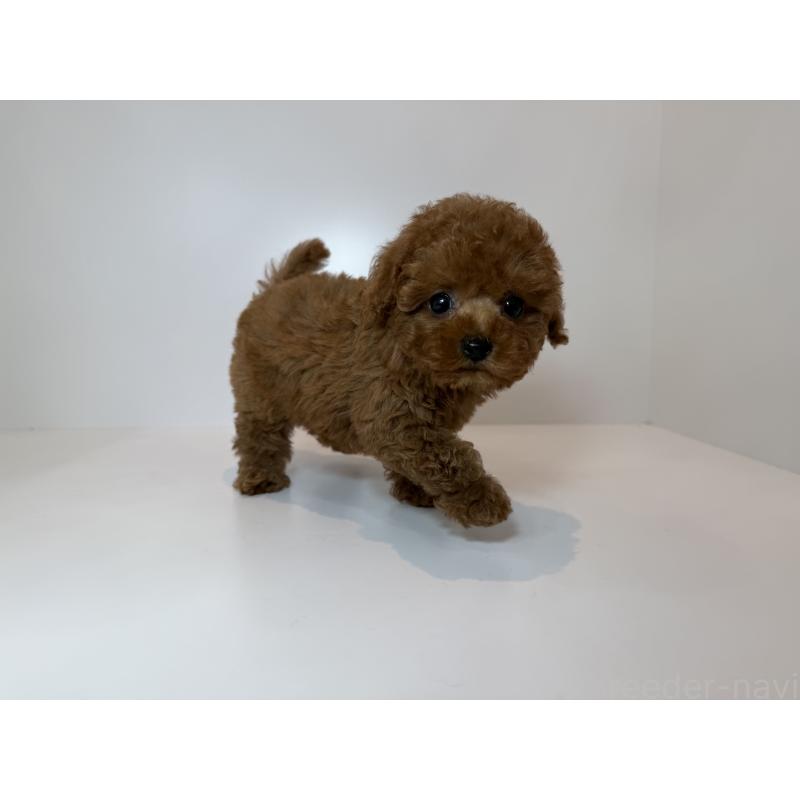 販売中の山口県のティーカッププードル-429093の3枚目