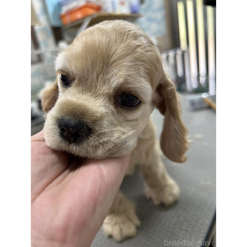 販売中の鹿児島県のアメリカンコッカースパニエル-428745の1枚目