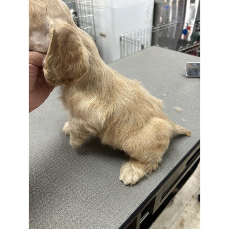 販売中の鹿児島県のアメリカンコッカースパニエル-428745の4枚目