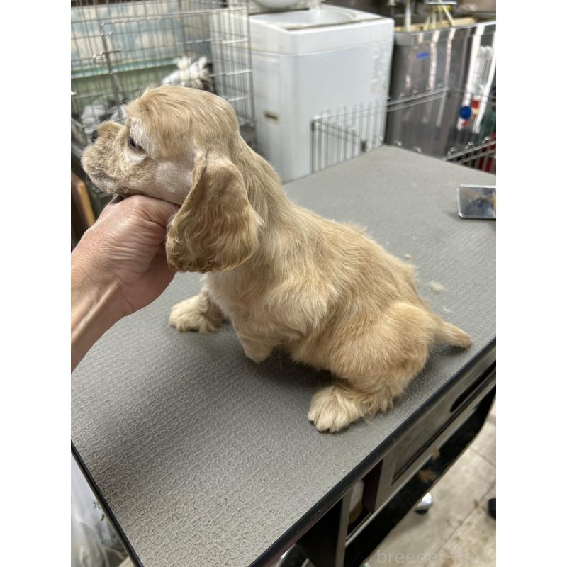 販売中の鹿児島県のアメリカンコッカースパニエル-428745の3枚目