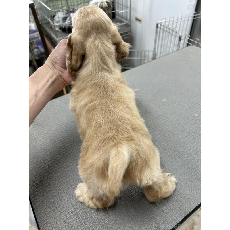 販売中の鹿児島県のアメリカンコッカースパニエル-428745の2枚目