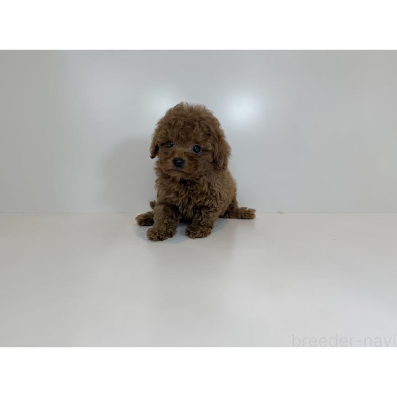 販売中の山口県のティーカッププードル-429092の2枚目