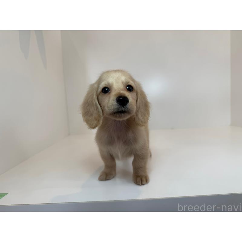 販売中の広島県のミニチュアダックスフンド(ロングヘアード)-428748の3枚目