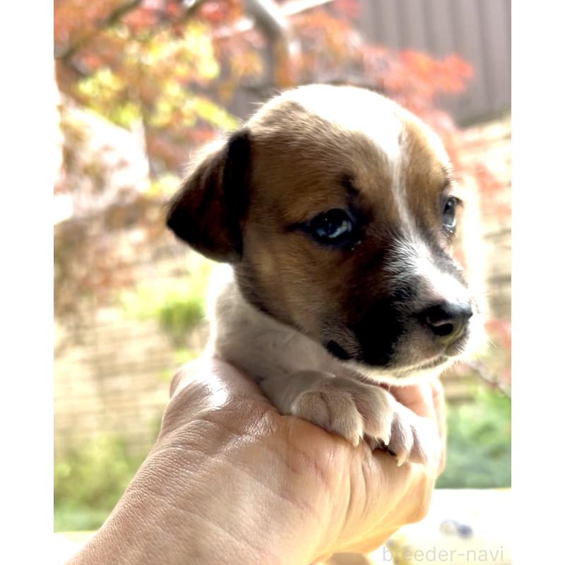 販売中の奈良県のジャックラッセルテリア-428750の1枚目