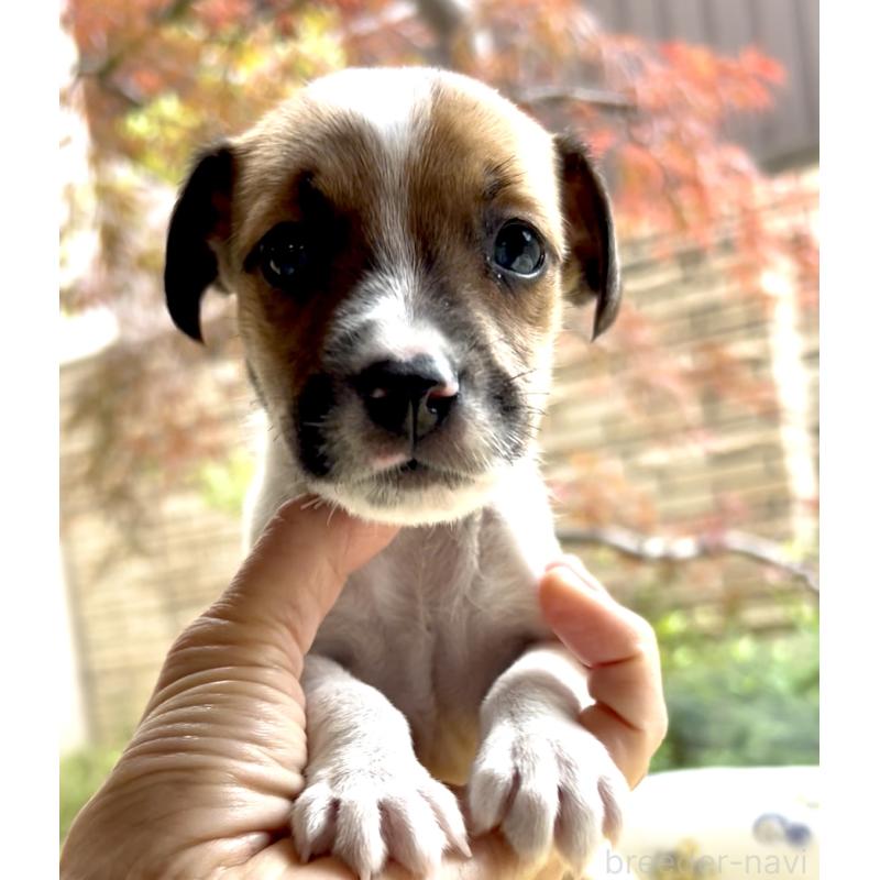 販売中の奈良県のジャックラッセルテリア-428750の14枚目