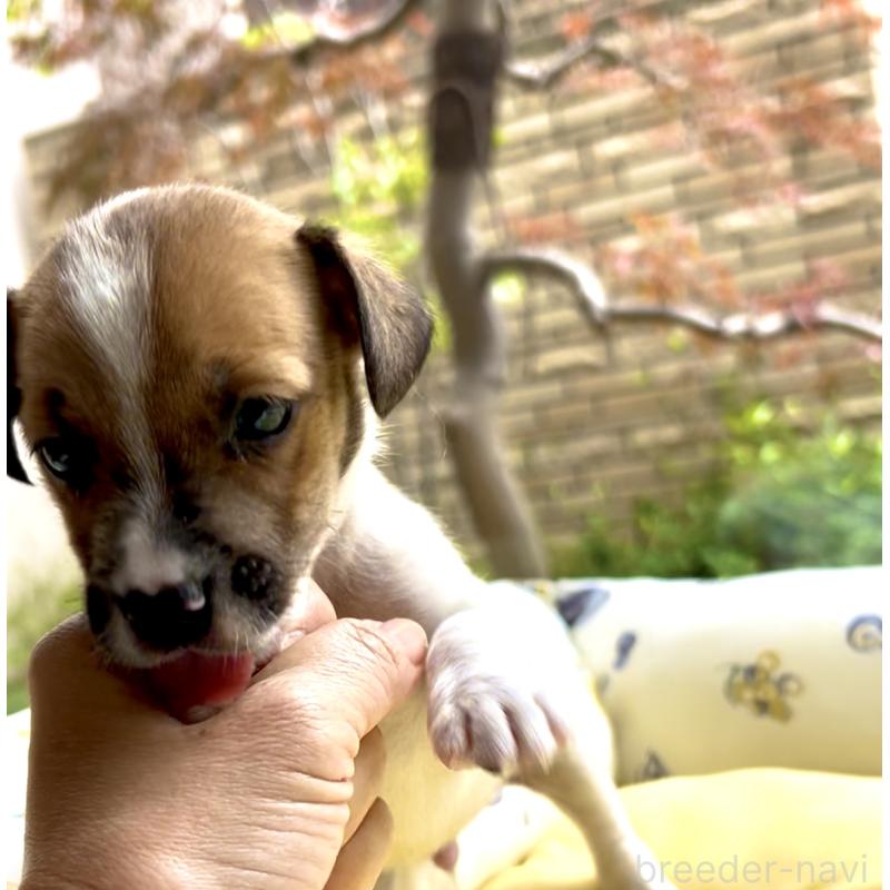 販売中の奈良県のジャックラッセルテリア-428750の12枚目