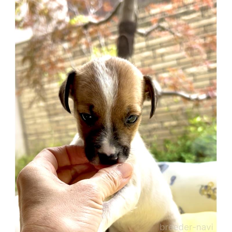 販売中の奈良県のジャックラッセルテリア-428750の11枚目