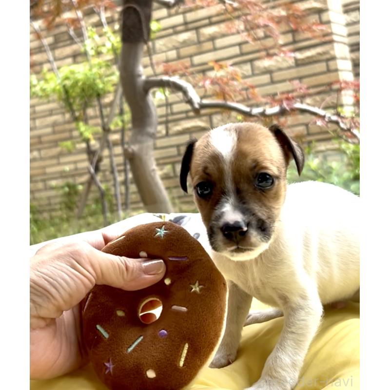 販売中の奈良県のジャックラッセルテリア-428750の10枚目