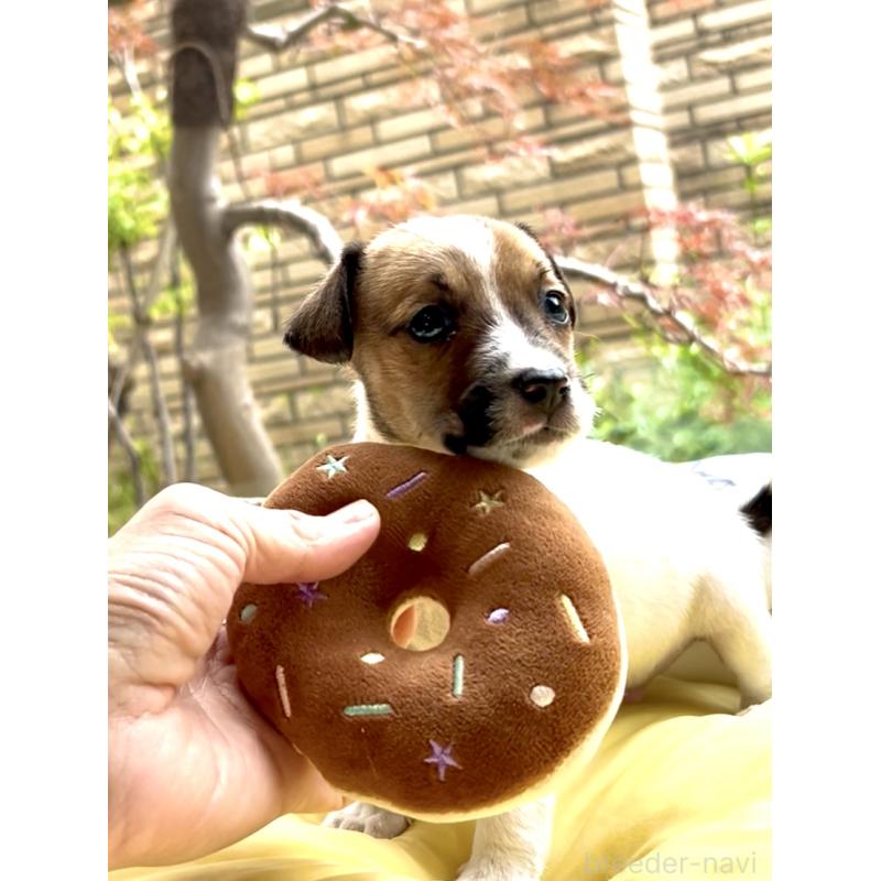 販売中の奈良県のジャックラッセルテリア-428750の9枚目