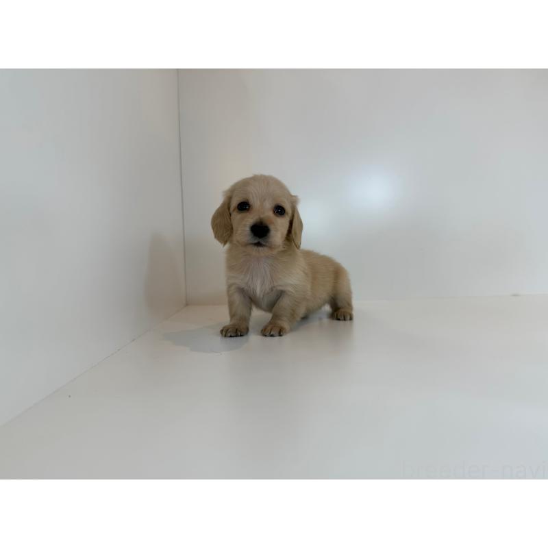 販売中の広島県のミニチュアダックスフンド(ロングヘアード)-428749の2枚目