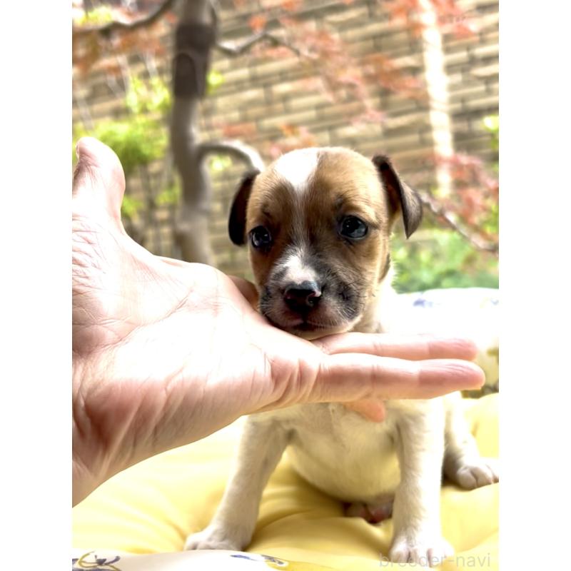販売中の奈良県のジャックラッセルテリア-428750の8枚目