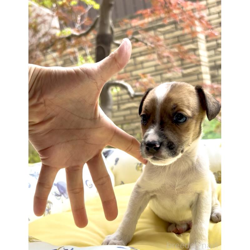 販売中の奈良県のジャックラッセルテリア-428750の7枚目