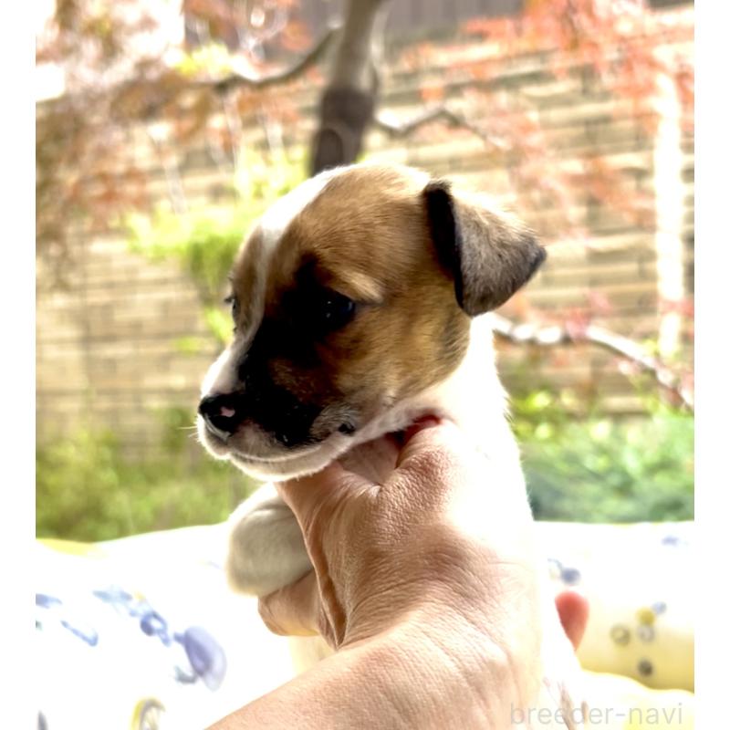 販売中の奈良県のジャックラッセルテリア-428750の6枚目