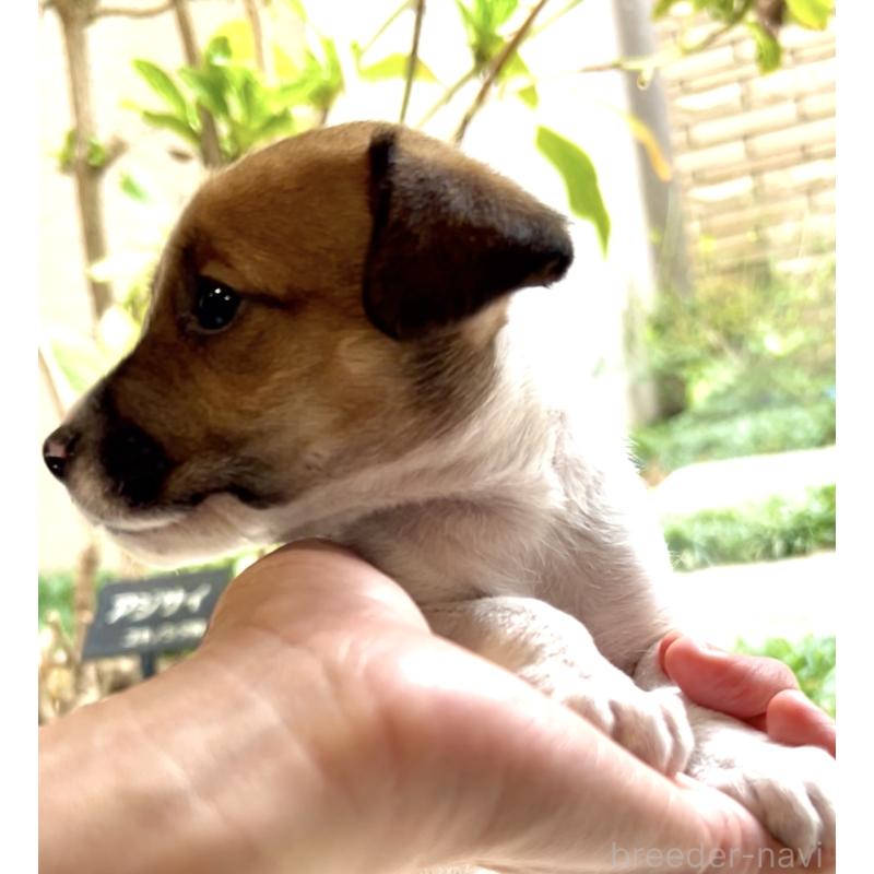 販売中の奈良県のジャックラッセルテリア-428750の5枚目