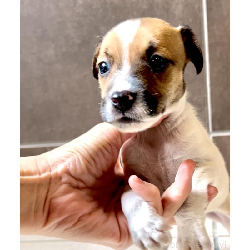 販売中の奈良県のジャックラッセルテリア-428750の4枚目