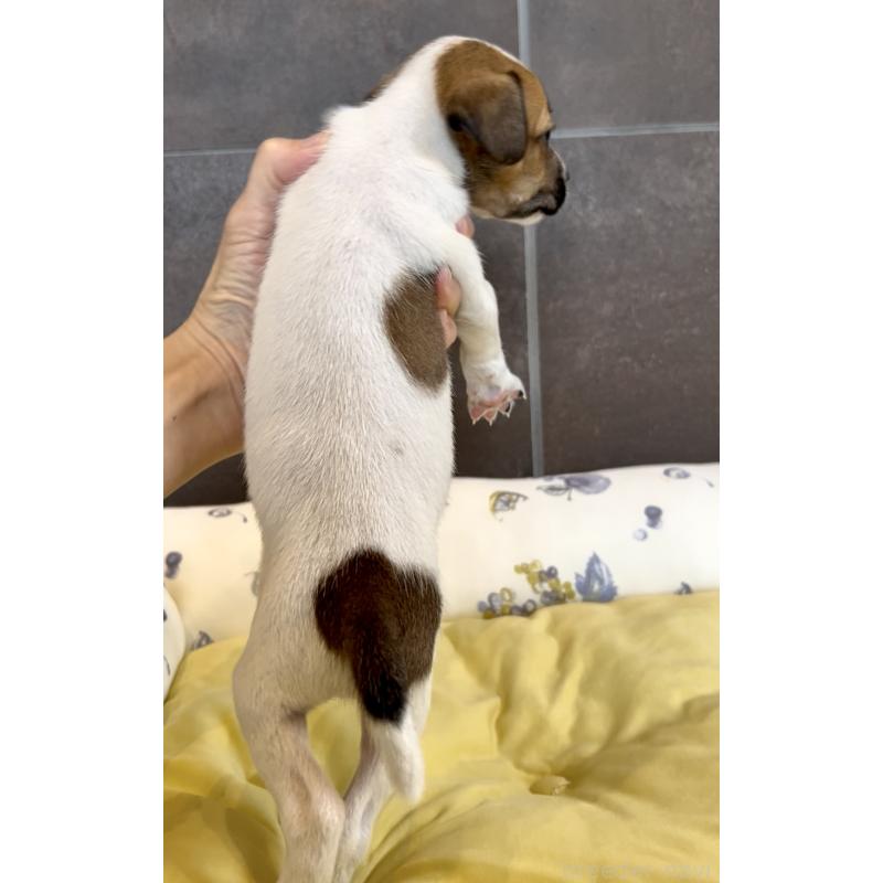 販売中の奈良県のジャックラッセルテリア-428750の3枚目