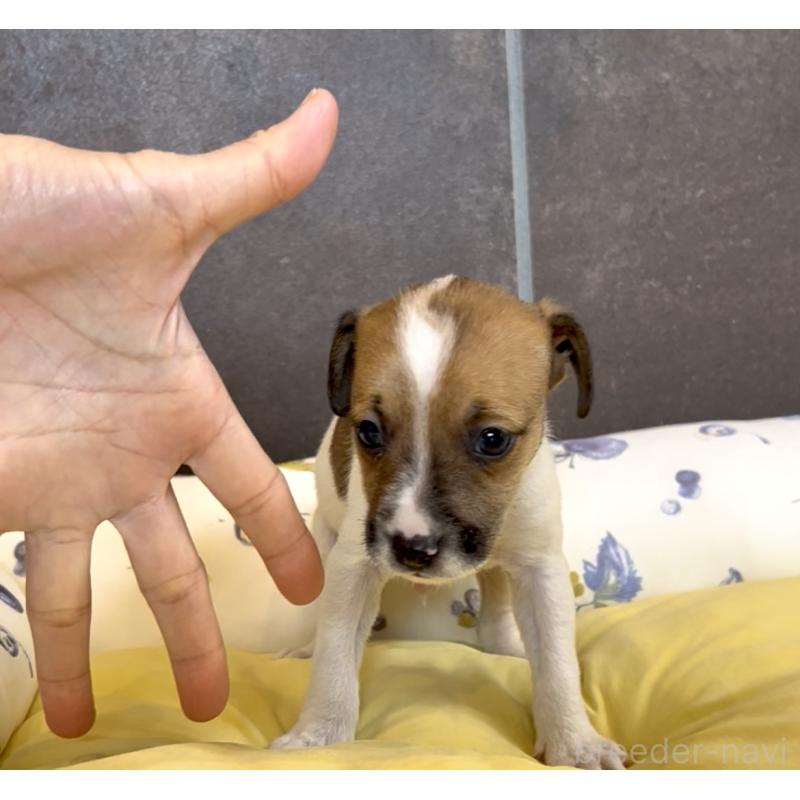 販売中の奈良県のジャックラッセルテリア-428750の2枚目