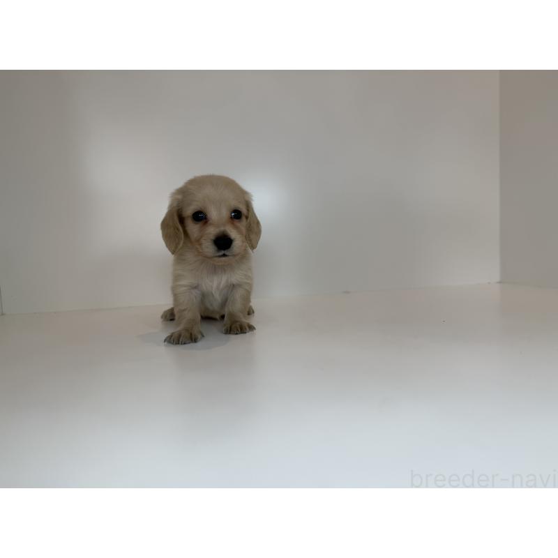 販売中の広島県のミニチュアダックスフンド(ロングヘアード)-428751の3枚目