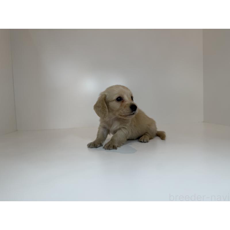 販売中の広島県のミニチュアダックスフンド(ロングヘアード)-428751の2枚目